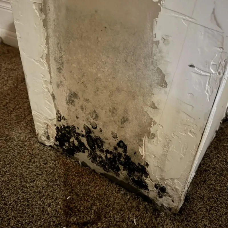 Professional Mold Removal in Gainesville, MO